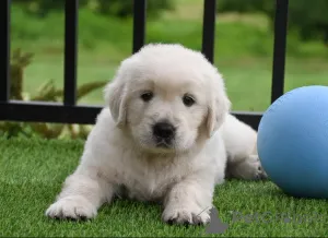 Фото №1. золотистый ретривер - купить в Марселе за 92767₽. Объявление №166317