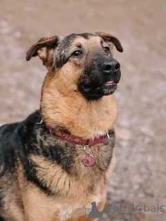 Дополнительные фото: Кай, молодой домашний пес ищет дом