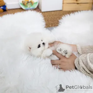 Дополнительные фото: Очаровательный щенок мальтийской болонки ищет любящий дом! Игривый, нежный и