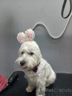 Фото №3. Немного рождественского волшебства встречайте нашу 12-недельную девушку Вести!.  Великобритания