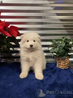 Фото №3. KC зарегистрировали Samoyed щенки.  США
