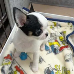 Дополнительные фото: У вас красивые собаки. Я люблю чихуахуа, свяжитесь с WhatsApp Business