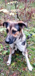 Фото №3. Молодой пес Форест ищет семью..  Россия