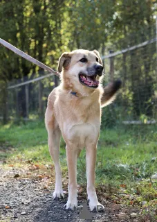 Дополнительные фото: Чудесная Барабулька ищет дом и любящую семью!