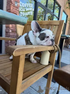 Дополнительные фото: Очаровательный 11-недельный голубо-пестрый щенок французского бульдога