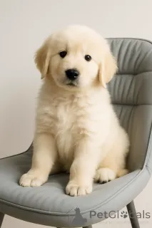 Фото №3. Маремма-абруцкая овчарка.  Украина