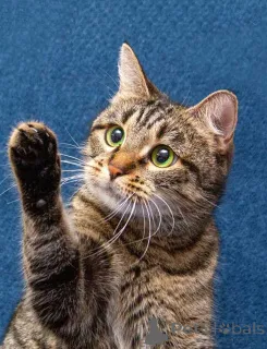 Фото №2 к объявлению №167404 о продаже  - купить в России частное объявление