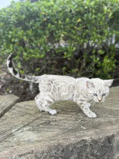 Фото №2 к объявлению №155418 о продаже бенгальская - купить в Великобритании 