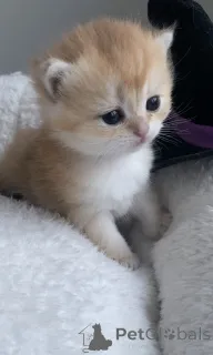 Фото №4. Продам британскую короткошёрстную в Праге из питомника, заводчик - цена 74214₽