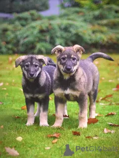 Фото №4. Продажа беспородную в Москова частное объявление - цена Бесплатно