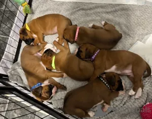 Фото №1. беспородная - купить в Vienna за 23192₽. Объявление №137195