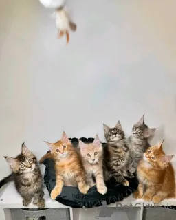 Фото №1. мейн-кун - купить в Хельсинки за 92767₽. Объявление №161543