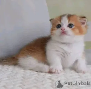 Дополнительные фото: Munchkin Kittens для продажи
