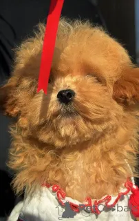 Фото №4. Продажа мальтийскую болонку в Берлине заводчик - цена 74214₽