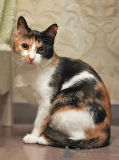 Фото №1.  - купить в Москова за Бесплатно. Объявление №159020