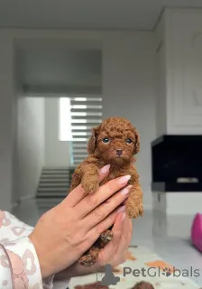 Фото №1. пудель (той) - купить в Флориде за договорная. Объявление №159003