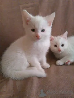 Фото №1. турецкая ангора - купить в Оффенбах за 32468₽. Объявление №151878