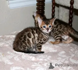 Фото №1. бенгальская - купить в Таллине за 51022₽. Объявление №161350