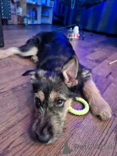 Фото №2 к объявлению №162486 о продаже беспородную - купить в России частное объявление