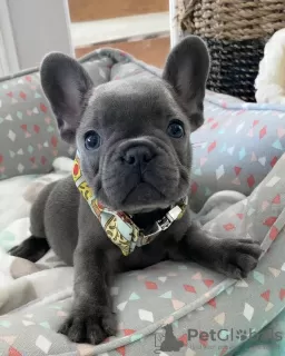 Дополнительные фото: kc registered french bulldogs