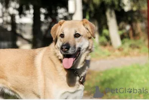 Фото №1. беспородная - купить в Москве реке за Бесплатно. Объявление №138782