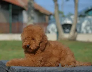 Дополнительные фото: Карликовая пудель, щенок мужского пола