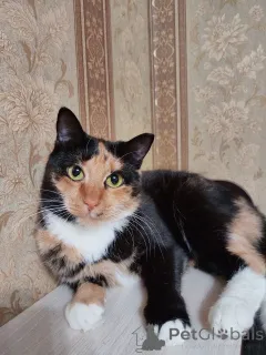 Дополнительные фото: ЛАПУШКА СРОЧНО ИЩЕТ ДОМ!!!