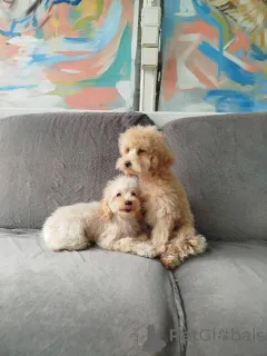 Фото №4. Продажа пуделя (карликового) в Kragujevac  - цена 37107₽