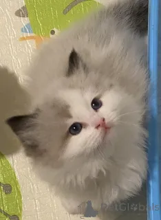 Фото №2 к объявлению №151111 о продаже рэгдолл - купить в Новой Зеландии заводчик