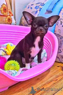 Фото №3. Девочка Чихуахуа шоколадная Г/Ш Привита дважды . Зубы 6х6. прикус норма..  Беларусь