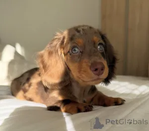 Фото №3. Szczenięta jamnika do adopcji.  Польша