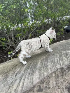 Фото №1. бенгальская - купить в Глазго за 69575₽. Объявление №155417