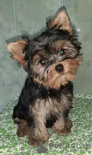 Дополнительные фото: Yorkshire terrier. Boy's and girl's.