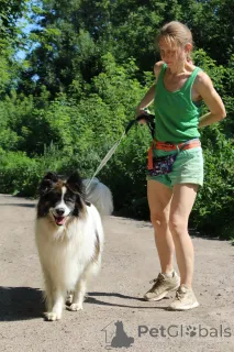 Фото №4. Продажа  в Балашихе из приюта - цена Бесплатно