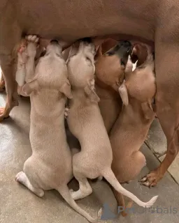 Фото №2 к объявлению №139074 о продаже левретку - купить в Германии частное объявление, заводчик