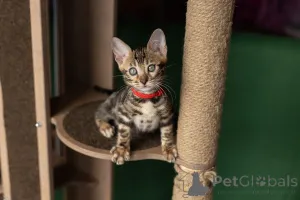 Дополнительные фото: Ласковый бенгальский мальчик с прививками и родословной