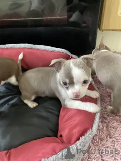 Дополнительные фото: Очаровательные пометы чихуахуа готовы к переезду в новый дом