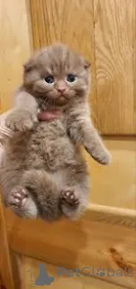 Фото №3. Шатоны шотландские вислоухие в продаже. Бельгия