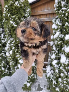 Дополнительные фото: Замечательные щенки Йоркширского Терьера в поисках нового дома.