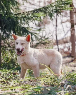 Дополнительные фото: Бесподобный домашний щенок Пилот ищет дом