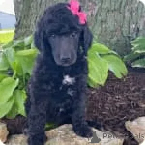 Фото №3. Розовый бубуд.  США