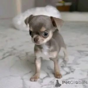 Фото №1.  - купить в Аустхойзер за 44934₽. Объявление №161127