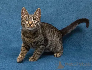 Дополнительные фото: Ласковый и нежный малыш Тигрик ищет дом и любящее сердце