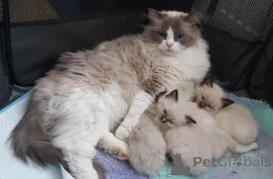 Дополнительные фото: Gorgeous GCCF ragdoll kittens..