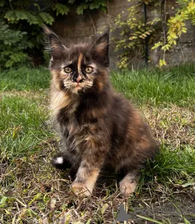 Дополнительные фото: Котенок Мейн Кун