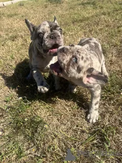 Фото №2 к объявлению №157405 о продаже французского бульдога - купить в Великобритании частное объявление, из питомника