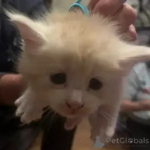 Фото №2 к объявлению №167273 о продаже мейн-кун - купить в Германии частное объявление