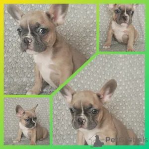 Фото №2 к объявлению №151884 о продаже французского бульдога - купить в Беларуси частное объявление