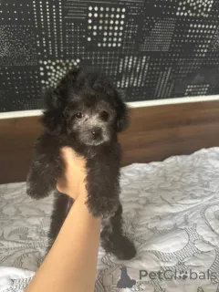 Фото №2 к объявлению №155131 о продаже пуделя (карликового) - купить в России 