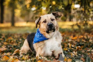 Дополнительные фото: Познакомьтесь с Дынькой мягким гигантом с сердцем, полным добра.